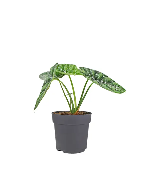 alocasia-sinuata-planta-de-interior