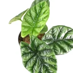 Alocasia Sinuata