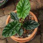 Alocasia Sinuata