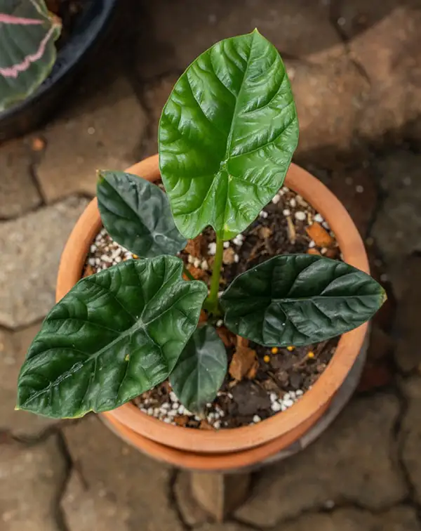 alocasia-sinuata-plantas-verdes-maceta-terracota