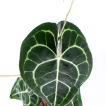 Anthurium Clarinervium Hojas detalle