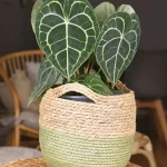 Anthurium Clarinervium en cesta