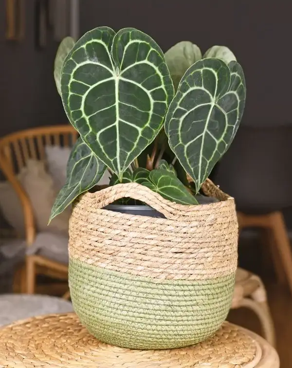 anthurium-clarinervium-en-cesta