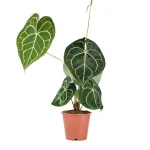 Anthurium Clarinervium