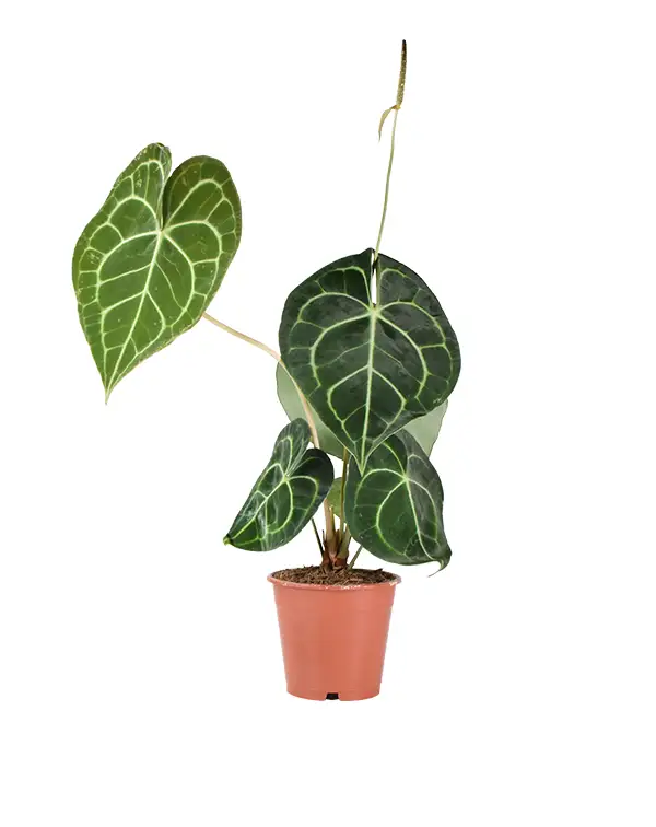 anthurium-clarinervium-plantas-de-interior