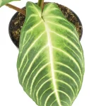 Caladium Xanthosoma