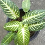 Caladium Xanthosoma