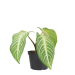 Caladium Xanthosoma