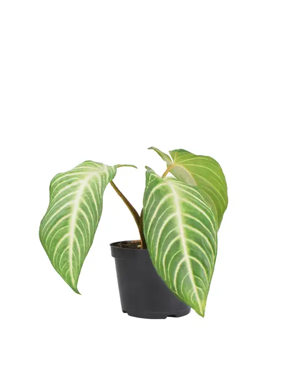 calladium-xanthosoma-plantas-verdes-interior