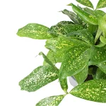 Dracaena Surculosa Godseffiana hojas