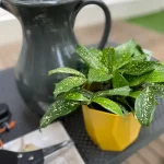 Dracaena Surculosa Godseffiana en maceta