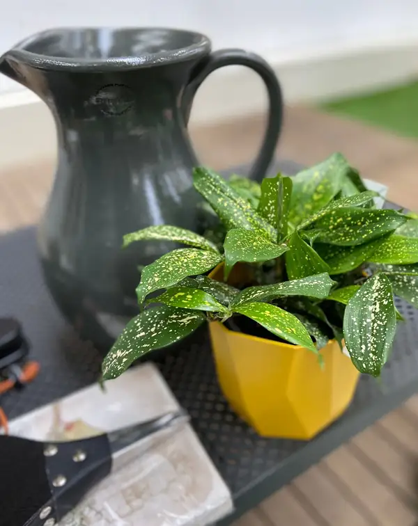 dracaena-surculosa-godseffiana-en-maceta