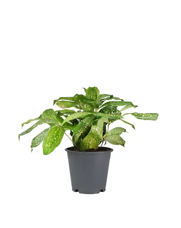 dracaena-surculosa-godseffiana-planta-de-interior