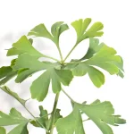 Ginkgo Biloba hojas