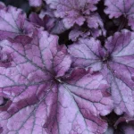 Heuchera Lila