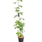 Liquidambar Styraciflua Maceta 17 cm