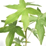 Liquidambar Styraciflua Hojas