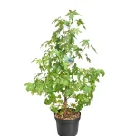 Liquidambar Styraciflua Maceta 23 cm