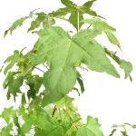 Liquidambar Styraciflua Hojas