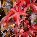 Liquidambar styraciflua hojas rojas de Otoño