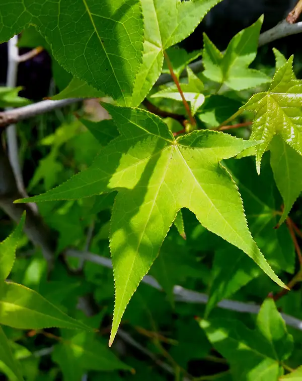 liquidambar-styraciflua-arbusto-exterior-hojas-verdes