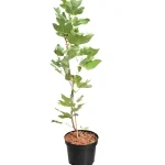 Liriodendron Tulipifera
