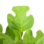 Liriodendron Tulipifera Hojas