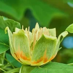 Liriodendron Tulipifera Flor