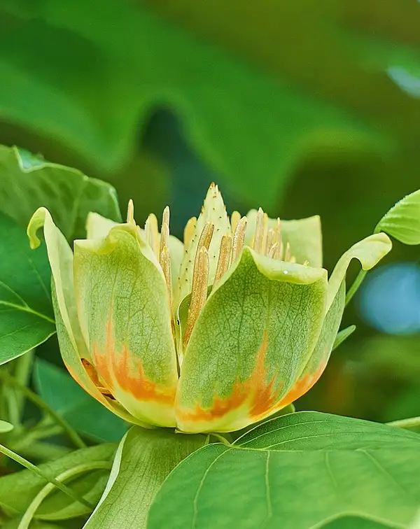 liriodendron-tulipifera-arbol-exterior-flor