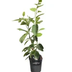 Magnolia soulangeana Alba Superba