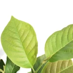 Magnolia soulangeana Alba Superba Hojas