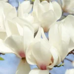 Magnolia soulangeana Alba Superba Flores