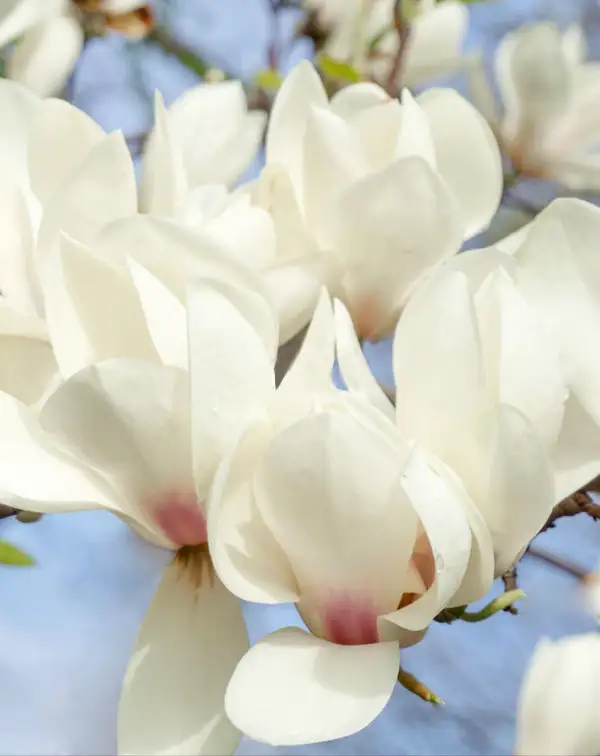 magnolia-alba-arbol-exterior-flor