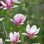Magnolia denudata Fragance Cloud flor