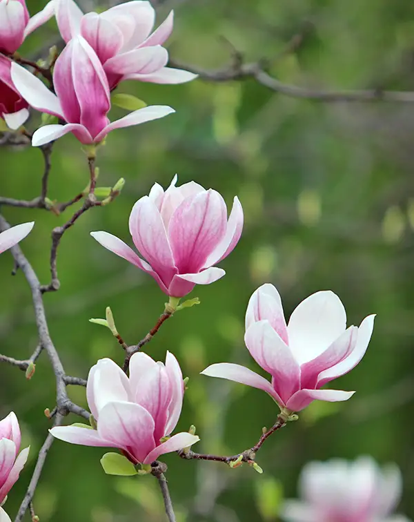 magnolia-fragance-cloud-arbol-exterior-flor