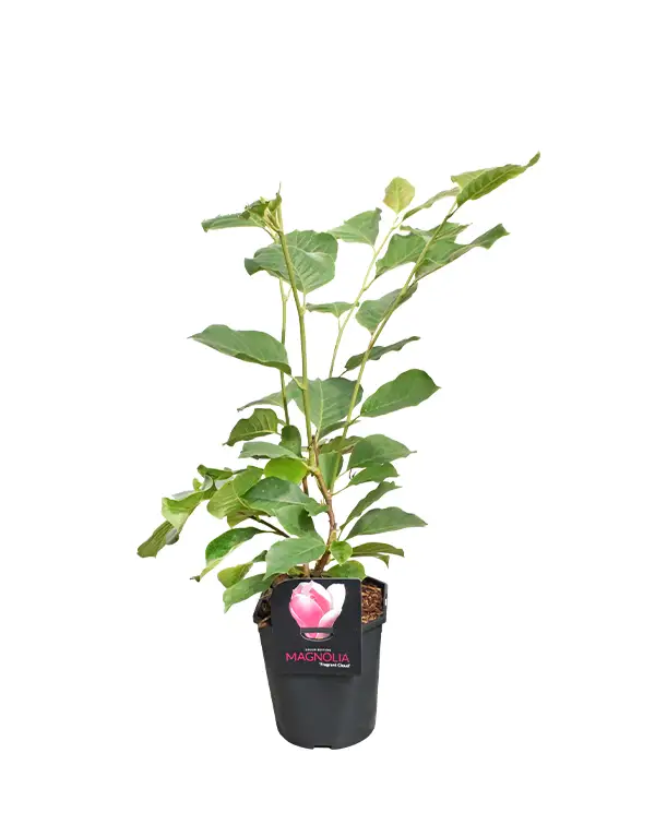 magnolia-fragance-cloud-arbol-exterior