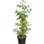 Metasequoia glyptostroboides