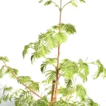 Metasequoia glyptostroboides