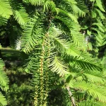 Metasequoia glyptostroboides