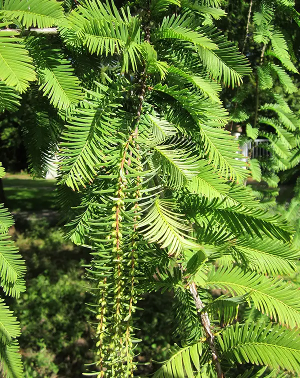 metasequoia-glyptostroboides-arbusto-exterior-naturaleza
