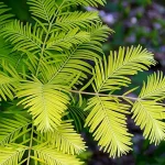 Metasequoia glyptostroboides GoldRush
