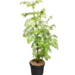 Metasequoia glyptostroboides GoldRush