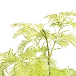 Metasequoia glyptostroboides GoldRush