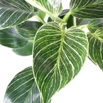 Philodendron Birkin White Measure