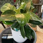 Philodendron Birkin White Measure