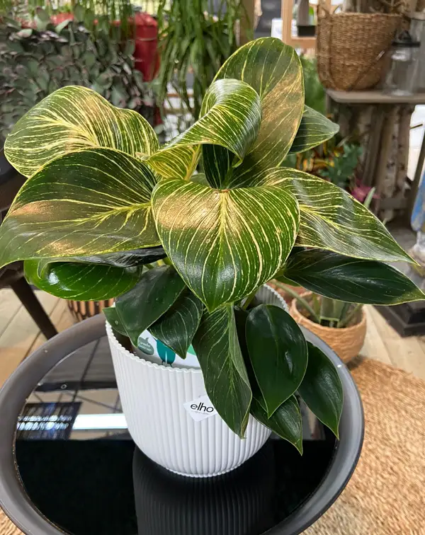 philodendron-birkin-en-maceta