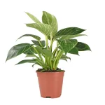 Philodendron Birkin White Measure