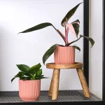 Philodendron Pink Princess