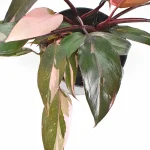 Philodendron Pink Princess