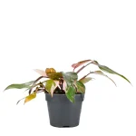 Philodendron Pink Princess
